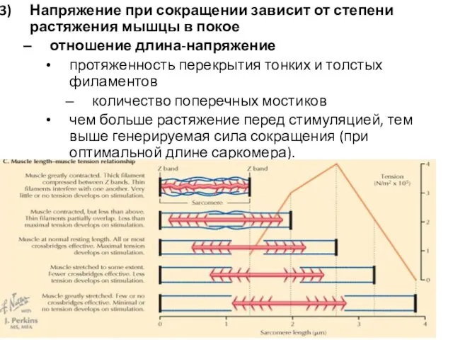 Напряжение при сокращении зависит от степени растяжения мышцы в покое отношение длина-напряжение