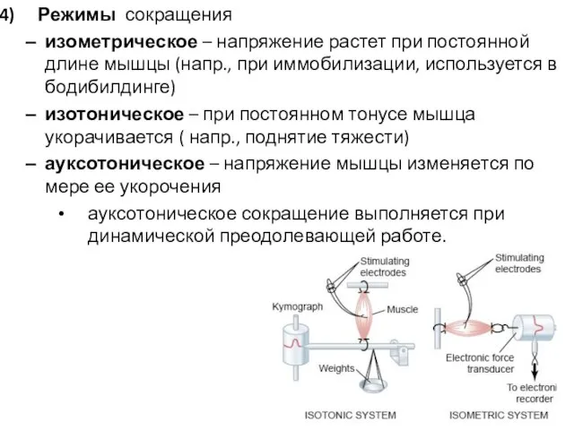 Режимы сокращения изометрическое – напряжение растет при постоянной длине мышцы (напр., при