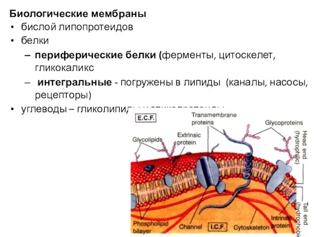 Биологические мембраны бислой липопротеидов белки периферические белки (ферменты, цитоскелет, гликокаликс интегральные -