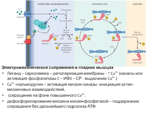 Электромеханическое сопряжение в гладких мышцах Лиганд – сарколемма – деполяризация мембраны -