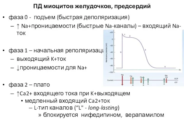 ПД миоцитов желудочков, предсердий фаза 0 - подъем (быстрая деполяризация) ↑ Na+проницаемости