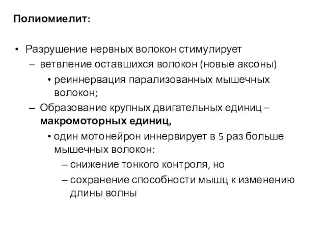 Полиомиелит: Разрушение нервных волокон стимулирует ветвление оставшихся волокон (новые аксоны) реиннервация парализованных