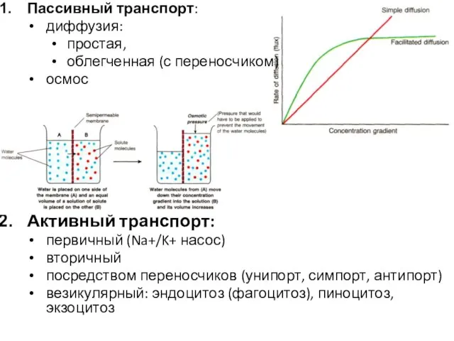 Пассивный транспорт: диффузия: простая, облегченная (с переносчиком) осмос Активный транспорт: первичный (Na+/K+