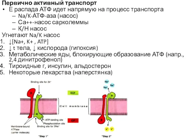 Первично активный транспорт Е распада АТФ идет напрямую на процесс транспорта Na/K-АТФ-аза