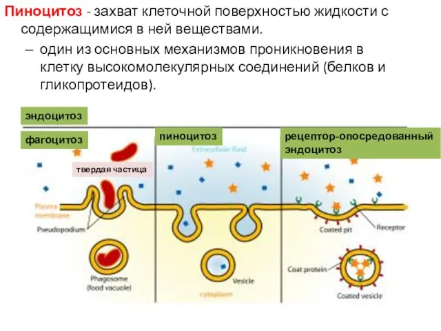 Пиноцитоз - захват клеточной поверхностью жидкости с содержащимися в ней веществами. один