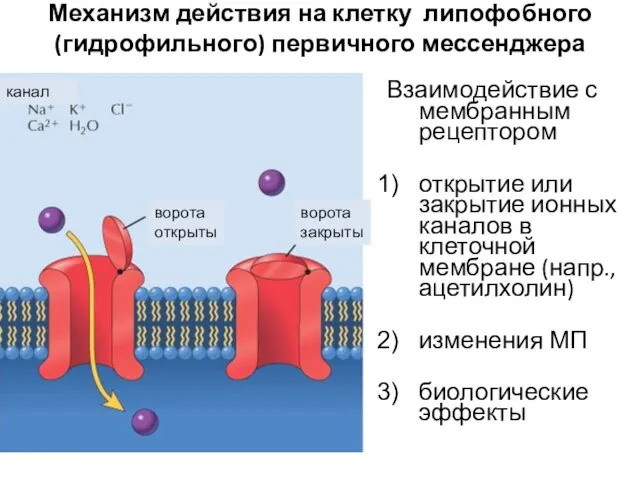 Механизм действия на клетку липофобного (гидрофильного) первичного мессенджера Взаимодействие с мембранным рецептором