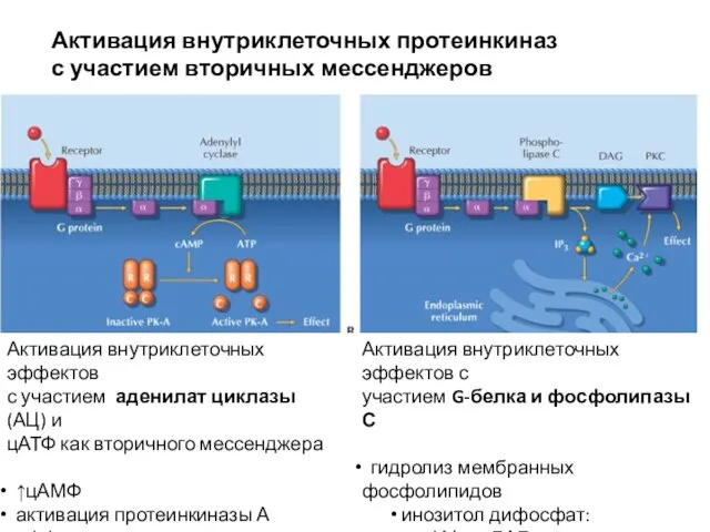 Активация внутриклеточных эффектов с участием аденилат циклазы (АЦ) и цАТФ как вторичного