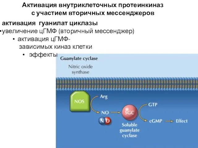 активация гуанилат циклазы увеличение цГМФ (вторичный мессенджер) активация цГМФ- зависимых киназ клетки