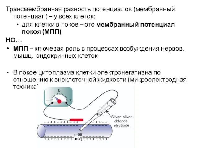 Трансмембранная разность потенциалов (мембранный потенциал) – у всех клеток: для клетки в