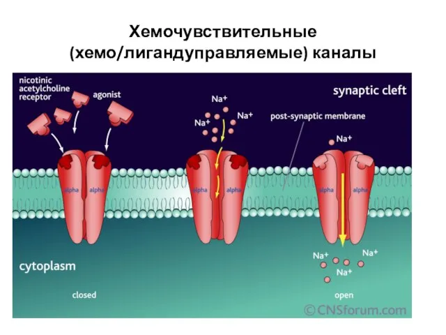 Хемочувствительные (хемо/лигандуправляемые) каналы