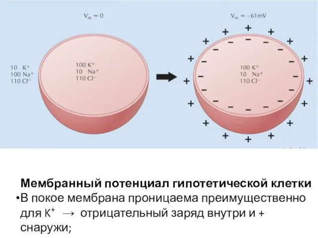 Мембранный потенциал гипотетической клетки В покое мембрана проницаема преимущественно для K+ →