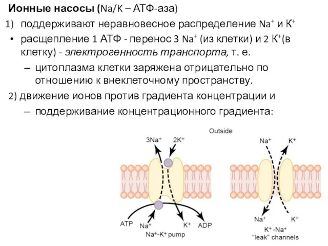 Ионные насосы (Na/K – АТФ-аза) поддерживают неравновесное распределение Na+ и К+ расщепление