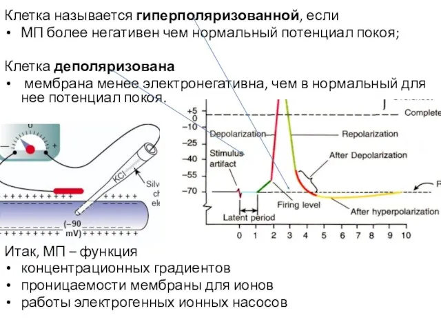 Клетка называется гиперполяризованной, если МП более негативен чем нормальный потенциал покоя; Клетка