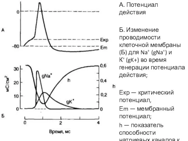 А. Потенциал действия Б. Изменение проводимости клеточной мембраны (Б) для Na+ (gNa+)