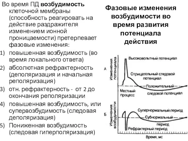 Фазовые изменения возбудимости во время развития потенциала действия Во время ПД возбудимость