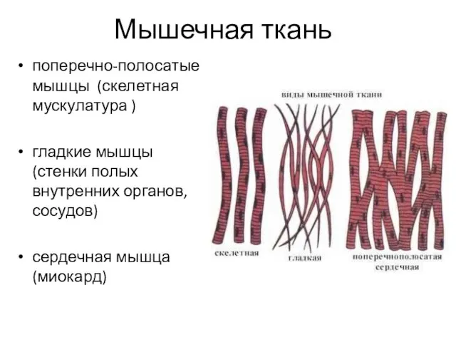 Мышечная ткань поперечно-полосатые мышцы (скелетная мускулатура ) гладкие мышцы (стенки полых внутренних