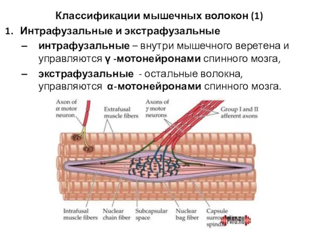 Классификации мышечных волокон (1) Интрафузальные и экстрафузальные интрафузальные – внутри мышечного веретена