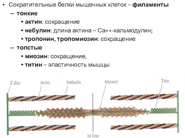 Сократительные белки мышечных клеток – филаменты тонкие актин: сокращение небулин: длина актина