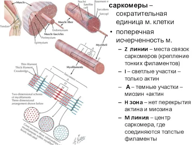 саркомеры – сократительная единица м. клетки поперечная исчерченность м. Z линии –