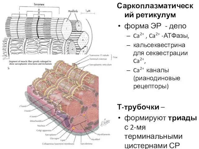 Саркоплазматический ретикулум форма ЭР - депо Ca2+ , Ca2+ -АТФазы, кальсеквестрина для