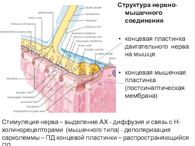 Структура нервно-мышечного соединения концевая пластинка двигательного нерва на мышце концевая мышечная пластинка