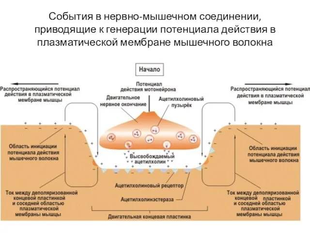 События в нервно-мышечном соединении, приводящие к генерации потенциала действия в плазматической мембране мышечного волокна