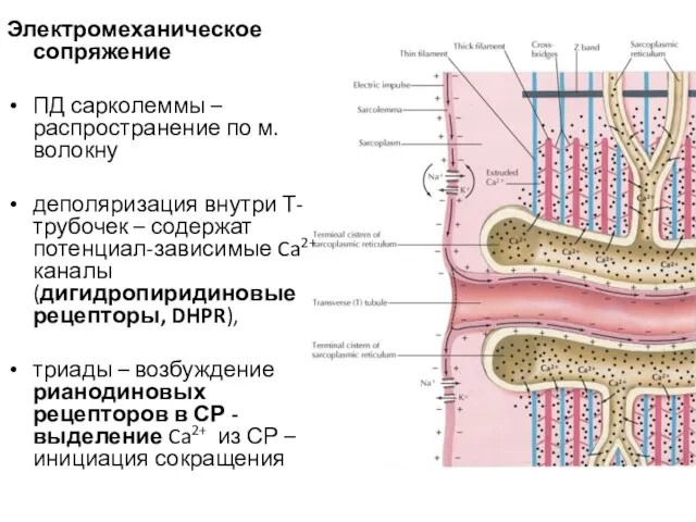 Электромеханическое сопряжение ПД сарколеммы – распространение по м. волокну деполяризация внутри Т-трубочек