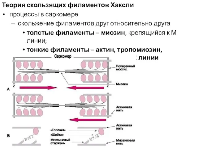 Теория скользящих филаментов Хаксли процессы в саркомере скольжение филаментов друг относительно друга