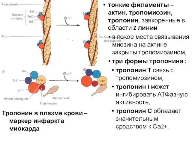 тонкие филаменты – актин, тропомиозин, тропонин, заякоренные в области Z линии в