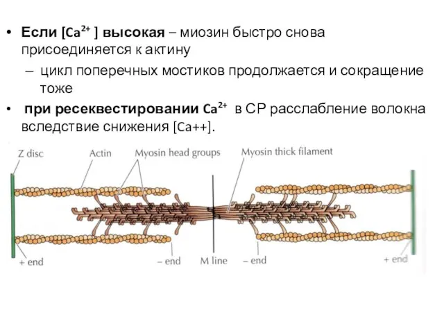 Если [Ca2+ ] высокая – миозин быстро снова присоединяется к актину цикл