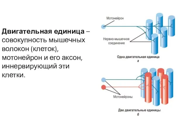 Двигательная единица – совокупность мышечных волокон (клеток), мотонейрон и его аксон, иннервирующий эти клетки.