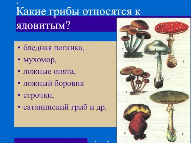 Какие грибы относятся к ядовитым? бледная поганка, мухомор, ложные опята, ложный боровик