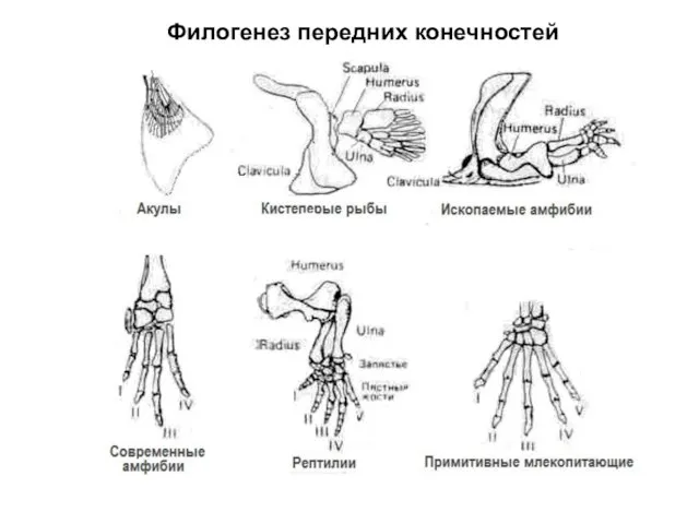 Филогенез передних конечностей