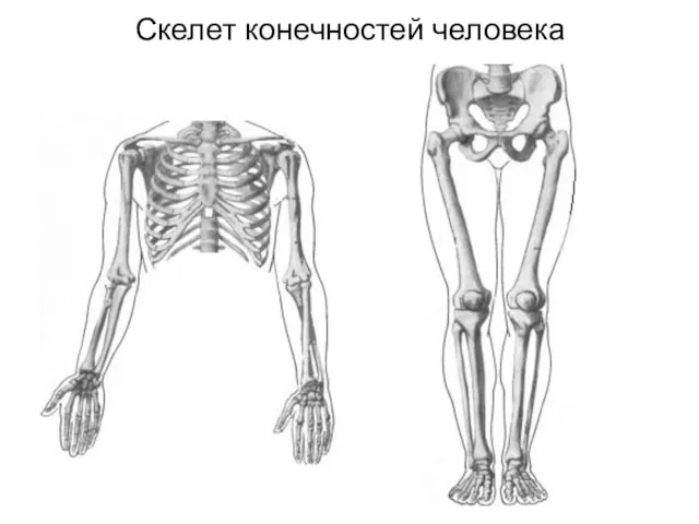 Скелет конечностей человека
