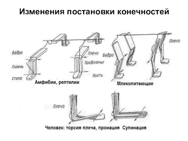 Изменения постановки конечностей