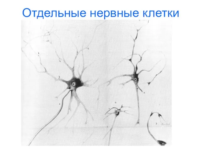 Отдельные нервные клетки