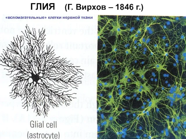 ГЛИЯ (Г. Вирхов – 1846 г.) «вспомагательные» клетки нервной ткани