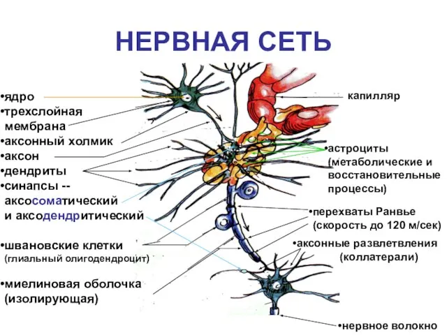 НЕРВНАЯ СЕТЬ ядро трехслойная мембрана аксонный холмик аксон дендриты синапсы -- аксосоматический