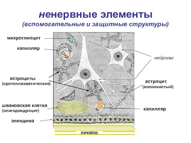 ненервные элементы (вспомогательные и защитные структуры) ликвор нейроны капилляр астроцит (волокнистый) капилляр