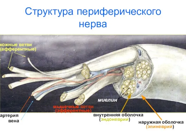 Структура периферического нерва артерия вена наружная оболочка (эпиневрий) кожные ветви (афферентные) мышечные