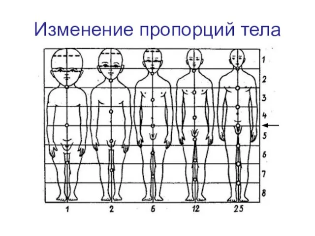 Изменение пропорций тела