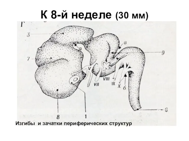 К 8-й неделе (30 мм) Изгибы и зачатки периферических структур