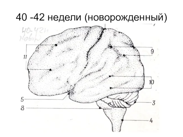 40 -42 недели (новорожденный)