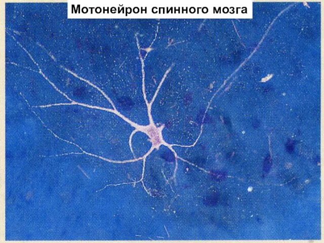 Мотонейрон спинного мозга