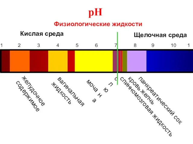 pH 1 2 3 4 5 6 8 9 10 11 Физиологические