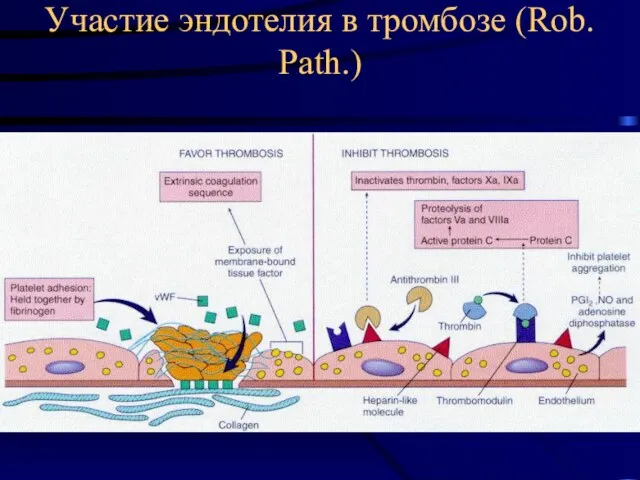 Участие эндотелия в тромбозе (Rob. Path.)