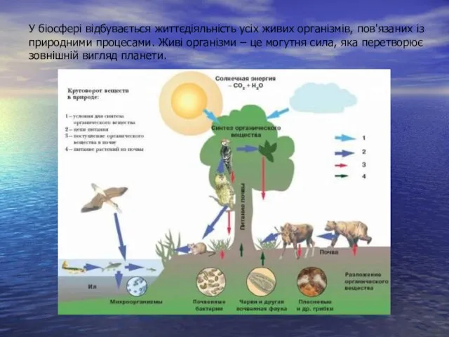 У біосфері відбувається життєдіяльність усіх живих організмів, пов'язаних із природними процесами. Живі