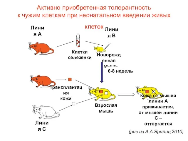 Активно приобретенная толерантность к чужим клеткам при неонатальном введении живых клеток (рис из А.А.Ярилин,2010)