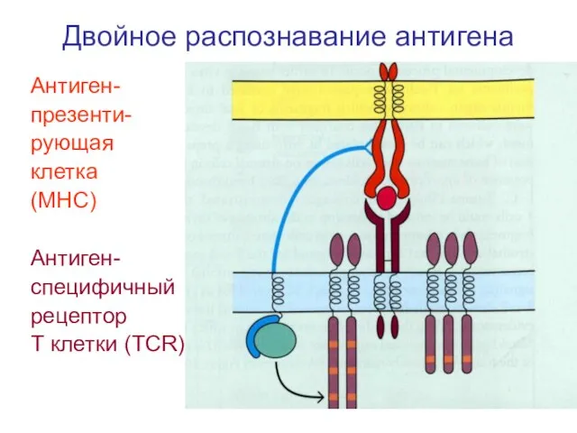 Двойное распознавание антигена Антиген- презенти- рующая клетка (МНС) Антиген- специфичный рецептор Т клетки (ТСR)