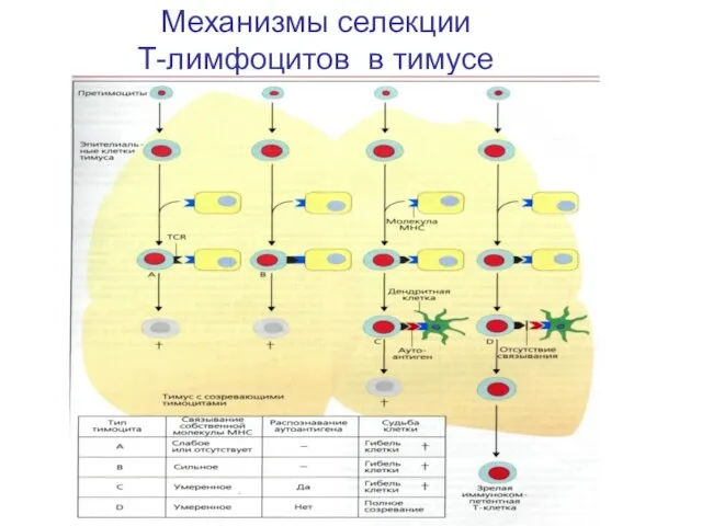 Механизмы селекции Т-лимфоцитов в тимусе